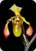 Paph. richardianum